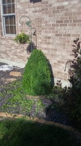 Shrub Trimming - Backyard Barber