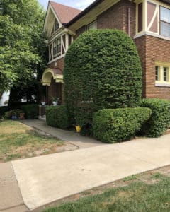 Bush Trimming Quincy Il