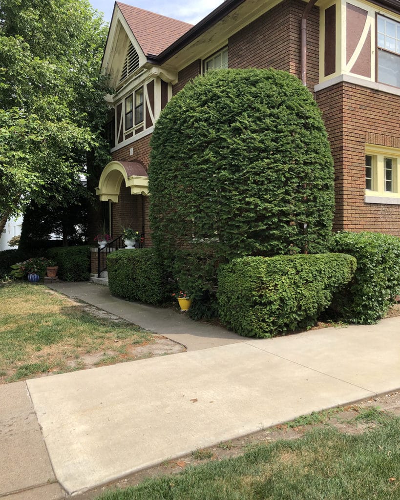 Bush Trimming Backyard Barber Backyard Barber Lawncare